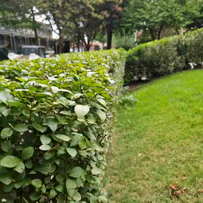 Bush Trimming by LSLTDallas/FortWorthTruGreen reviewed on May 3, 2024