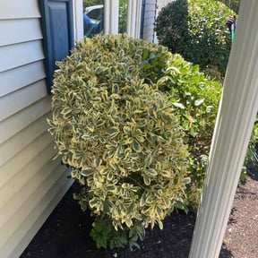 Bush Trimming by Nevárez lawn care reviewed on July 31, 2022