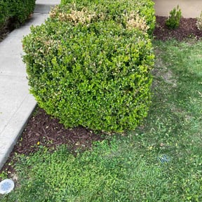 Bush Trimming by Brown and Sons Construction LLC reviewed on June 11, 2022