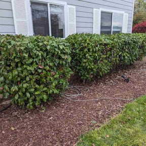 Bush Trimming by Green Thumb Agostini Lawn Care and Landscaping reviewed on April 11, 2025