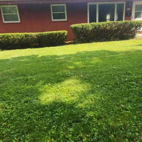 Bush Trimming by Clean Green Lawn Service reviewed on April 19, 2022