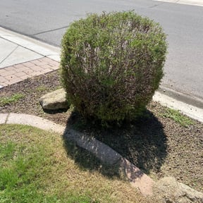 Bush Trimming by TruQuality Outdoor Maintenance &amp; Lanscaping reviewed on September 22, 2021