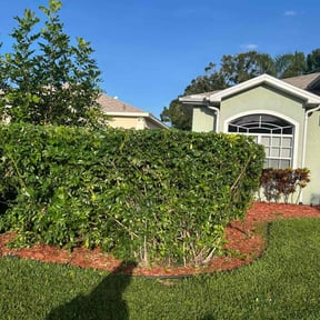 Bush Trimming by Andrew James Property Maintenance reviewed on November 20, 2023