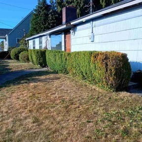 Bush Trimming by Vertical Lawn Care reviewed on June 23, 2022