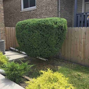 Bush Trimming by Robert'S reviewed on July 20, 2025