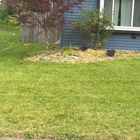 Landscaping by ProCleaning reviewed on June 26, 2022