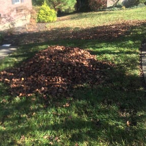 Leaf Removal by Joey Smith reviewed on November 1, 2022