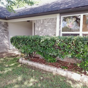 Bush Trimming by Ramirez Landscaping reviewed on December 13, 2024