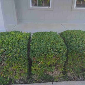 Bush Trimming by LISKO LAWNCARE AND TRASH REMOVAL LLC reviewed on June 13, 2022