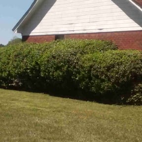 Bush Trimming by Yard Surgeon reviewed on April 12, 2022