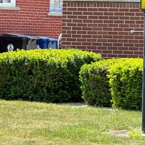 Cleanups by Re Image lawn care reviewed on June 13, 2020