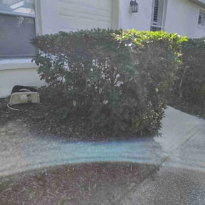 Bush Trimming by Martinez all in 1 reviewed on May 4, 2022