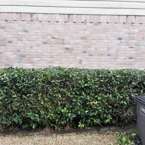 Bush Trimming by Grass advanced reviewed on September 16, 2024