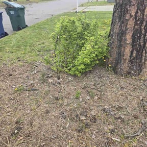 Bush Trimming by Black and more tree inc reviewed on April 29, 2022