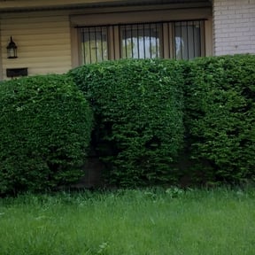 Bush Trimming by JBI Property Service LLC reviewed on April 17, 2025