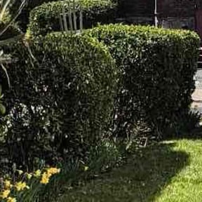 Bush Trimming by Pristine Property Renewal reviewed on July 25, 2022