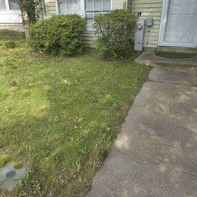 Bush Trimming by Bean Sprout Lawn Service LLC reviewed on May 11, 2022
