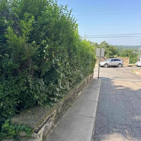 Bush Trimming by Allentown lawn & landscape reviewed on July 29, 2025