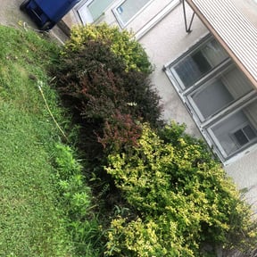 Bush Trimming by Rodríguez Lawn Care reviewed on June 3, 2022