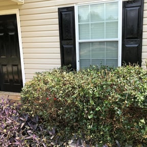 Bush Trimming by Perfect image lawn service of Georgia reviewed on March 14, 2025