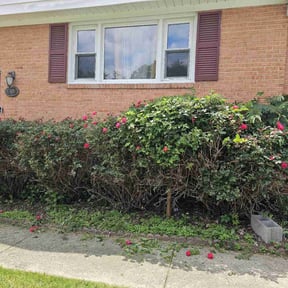 Bush Trimming by Lawn Care Pro Plus reviewed on May 29, 2022