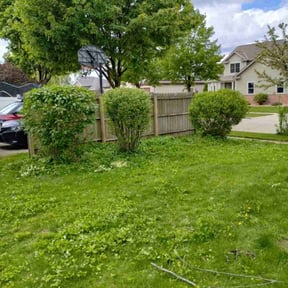 Bush Trimming by Hewitt's landscaping reviewed on July 20, 2022