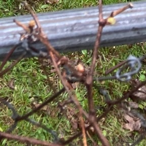 Cleanups by GREEN Grass landscaping reviewed on June 3, 2025