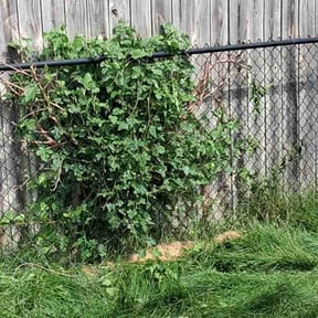 Bush Trimming by I Love Grass reviewed on August 4, 2022