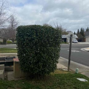 Bush Trimming by TruGreen LawnCare reviewed on March 4, 2025