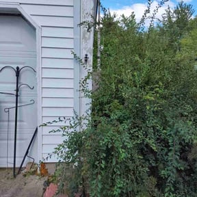 Bush Trimming by Luxury Lawn Care reviewed on June 19, 2022
