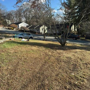 Leaf Removal by Adara Lawn & Pool reviewed on August 3, 2022