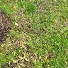 Lawn Seeding by Lawn Care and trash removal reviewed on April 28, 2022