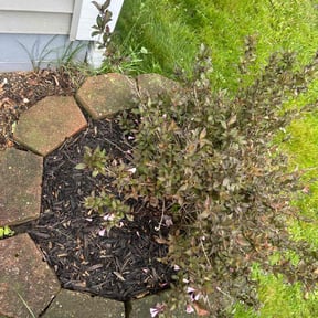 Flower Bed Weeding by Da Munchez/ High 5 landscaping reviewed on August 8, 2022