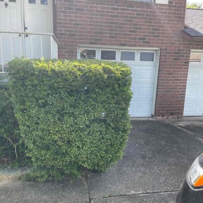 Bush Trimming by Sweet Tea Lawns reviewed on May 18, 2022