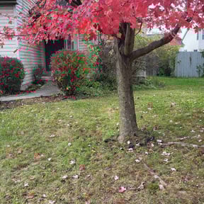 Leaf Removal by K’S Up landscaping reviewed on May 6, 2025