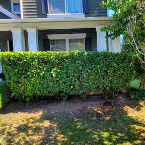 Bush Trimming by Robert Gulishxr reviewed on August 10, 2020