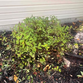 Bush Trimming by SGP Lawn Services reviewed on June 29, 2022
