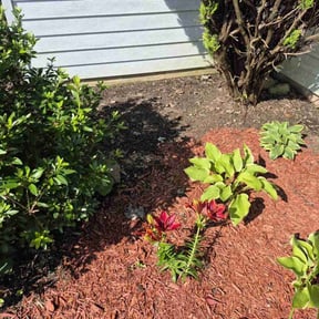 Bush Trimming by Green thumb prospects reviewed on August 6, 2020