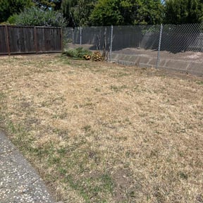 Bush Trimming by The leaf village reviewed on May 23, 2025