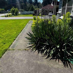 Bush Trimming by Lawn Guys reviewed on July 14, 2020