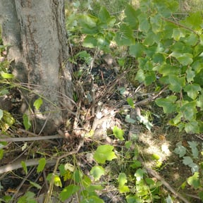 Bush Trimming by Mount Zion Landscaping and Maintenance reviewed on July 4, 2022