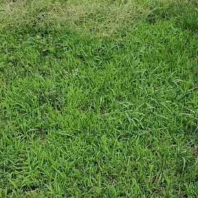 Cleanups by We Mow Omaha reviewed on June 23, 2024