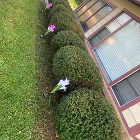 Bush Trimming by Scott Lawncare reviewed on July 3, 2022