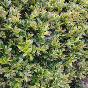 Bush Trimming by LSLTDallas/FortWorthTruGreen reviewed on October 9, 2024