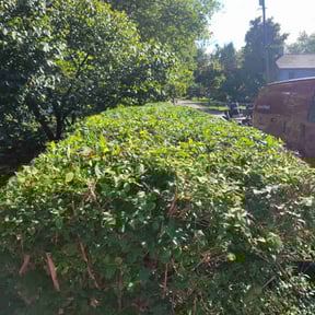 Bush Trimming by MVP Services and Lawn care6 reviewed on April 25, 2022