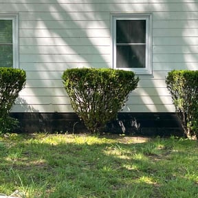 Bush Trimming by JD Inc. reviewed on December 15, 2024