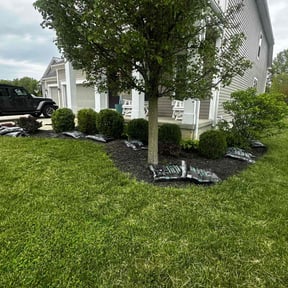Bush Trimming by Twins lawn care reviewed on June 30, 2025