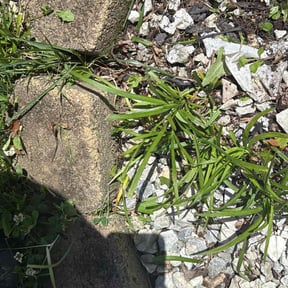 Flower Bed Weeding by Family Gang Lawn reviewed on June 21, 2022