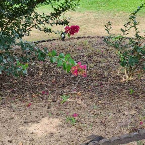 Flower Bed Weeding by ATM reviewed on August 30, 2024