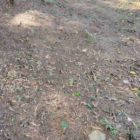 Leaf Removal by Mlt lawns LLC reviewed on August 4, 2025